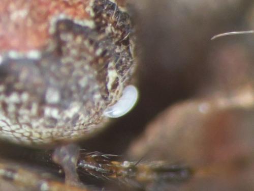 Theridion pinastri